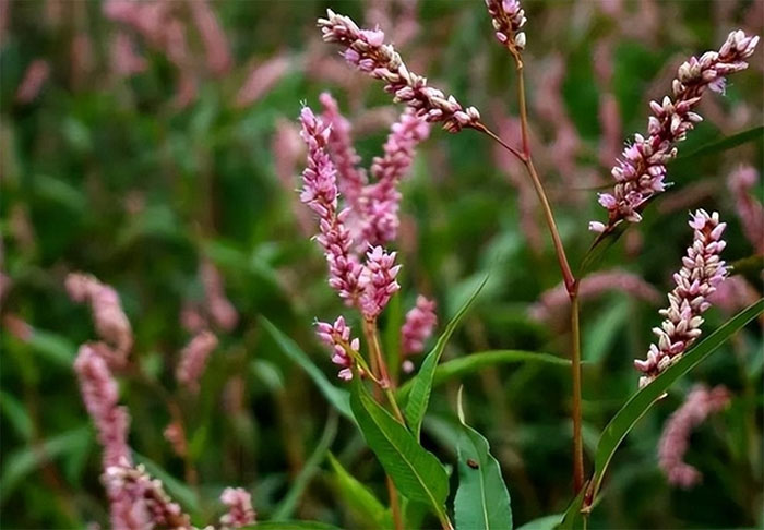 Theo y học cổ truyền Trung Quốc, cây này có khả năng thanh nhiệt, giải độc...
