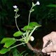 Mê mẩn ngắm loài hoa tuyệt đẹp cả thế giới chỉ Việt Nam mới có, nằm trong Sách đỏ, cần được bảo vệ