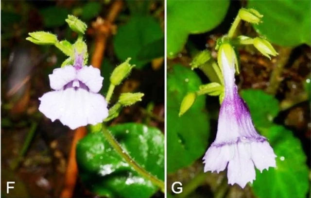 Loài thực vật đặc hữu: Mỹ nhụy răng cưa.