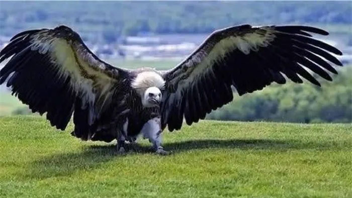 Đại bàng khổng lồ Argentina là loài chim lớn nhất con người biết đến. 