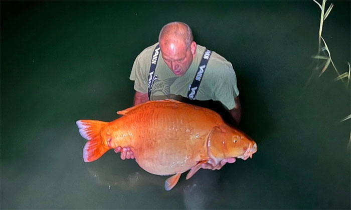 Tiết lộ hậu trường cầu thủ câu được con cá vàng nặng 27kg lớn nhất thế giới