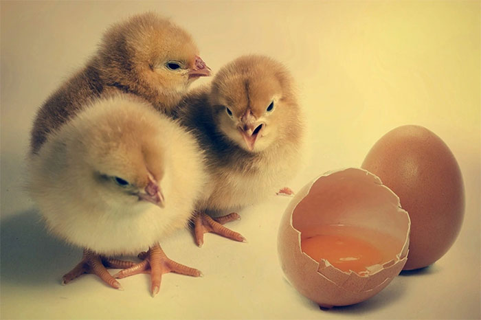 Các nhà khoa học đã tìm ra cách nuôi gà mà không cần tới vỏ trứng