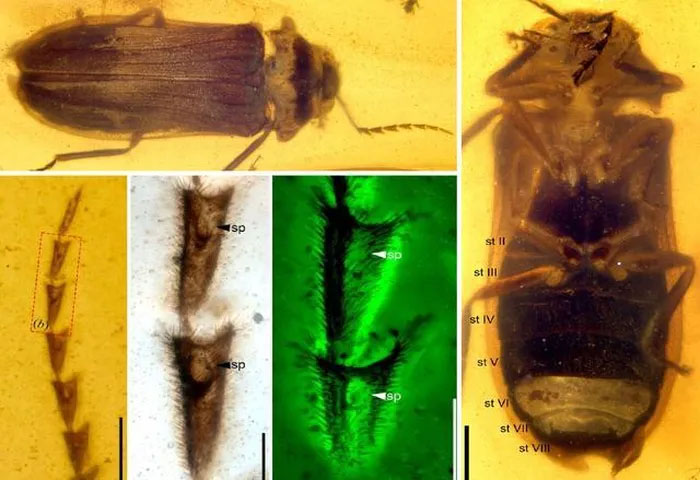 Cận cảnh sinh vật bị nhốt trong miếng hổ phách Miến Điện