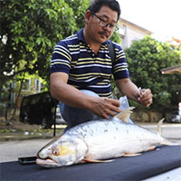 Tìm lại loài cá "ma" khổng lồ trên sông Mekong