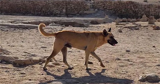 Bí mật về chú chó đứng sủa trên đỉnh kim tự tháp ở Ai Cập