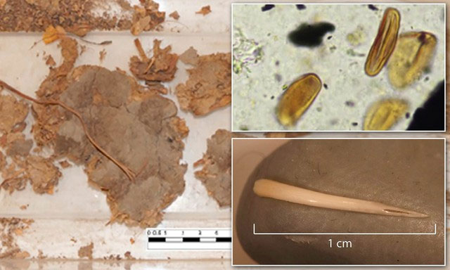 Rắn không có hậu môn như động vật khác.