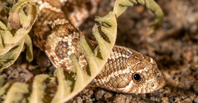 Bí ẩn khoa học đằng sau chất thải của loài rắn: Tại sao nó lại kỳ lạ như vậy?