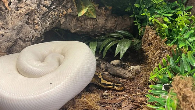 Hệ thống tiêu hóa của rắn thực sự là một kỳ quan của tiến hóa