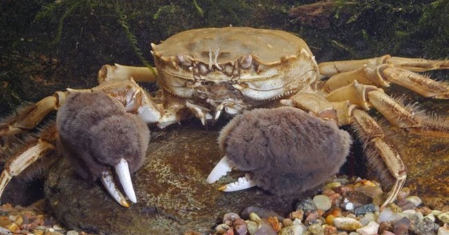 Vì sao EU chi bội tiền để săn lùng và tiêu hủy hàng triệu con cua lông Trung Quốc?