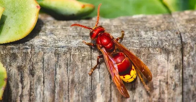 Phát hiện loài vật có "tửu lượng" mạnh nhất thế giới