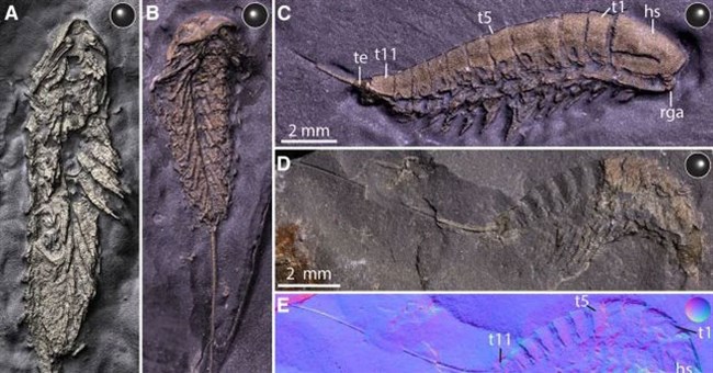 Phát hiện sinh vật lạ hóa thành vàng sau 450 triệu năm