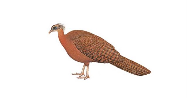 Báu vật của dãy Trường Sơn: Loài động vật cực kỳ quý hiếm cả thế giới chỉ 2 nước có, IUCN khẩn cấp bảo vệ!