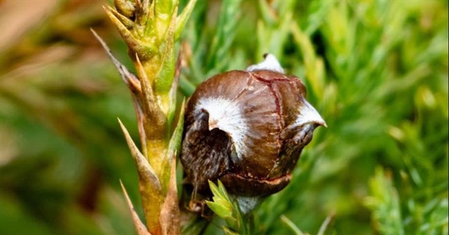 Báu vật của Bát Đại Sơn: Thế giới chỉ 2 nước có, Việt Nam sở hữu 1000 cây, gỗ có đặc tính "vạn người mê"!