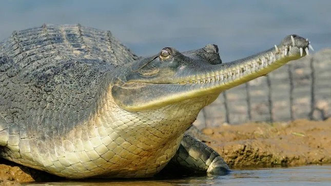 Cá sấu Gharial tách khỏi các loài cá sấu khác cách đây hơn 40 triệu năm.