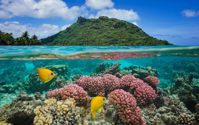  Nếu môi trường nước biển trở thành nước ngọt, hầu hết các loài cá nước mặn sẽ tuyệt chủng.