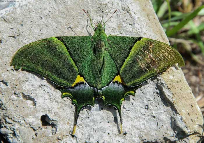 Đây là một loài bướm đẹp và quý hiếm bậc nhất thế giới.