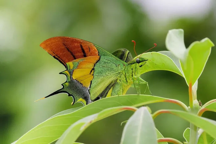 Loài bướm này đạt đến sải cánh 9 - 12 cm khi trưởng thành