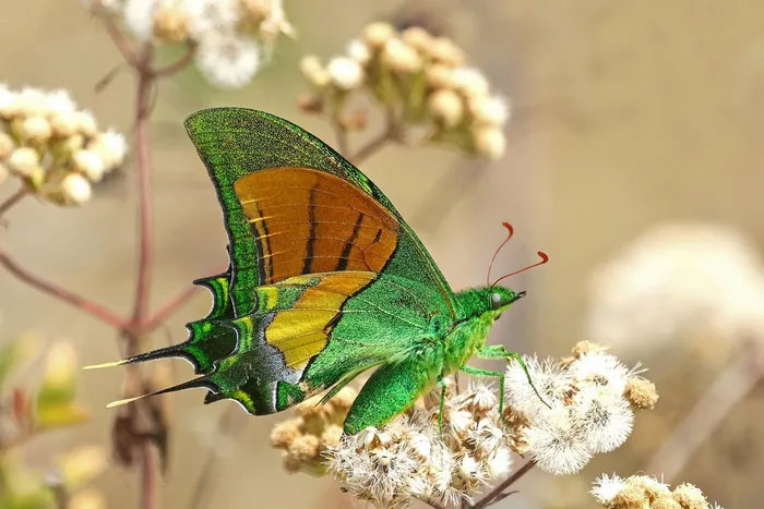 Hoa văn có sự khác biệt giữa từng cá thể.