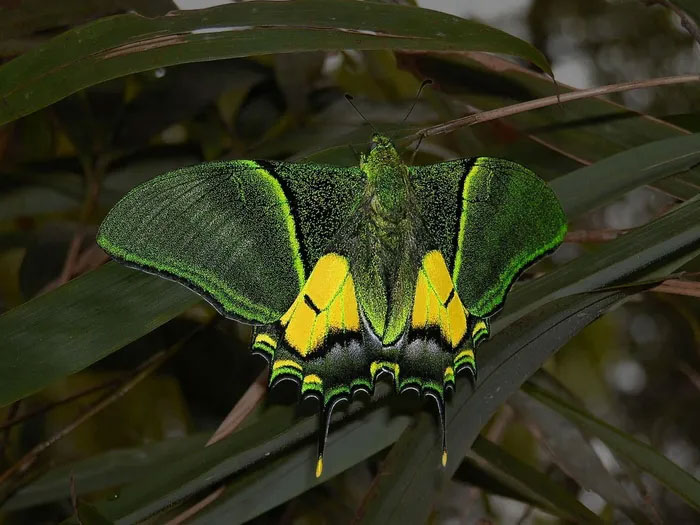 Đây là một trong những loài bướm sống ở nơi cao nhất Đông nam Á