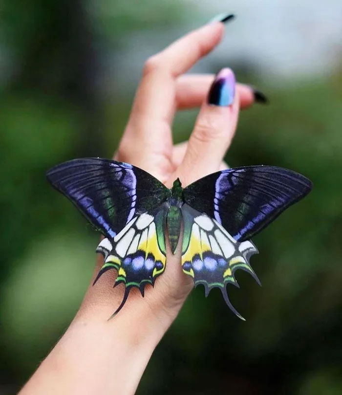Bướm phượng đuôi kiếm răng tù là một trong những loài bướm có giá cao nhất thế giới