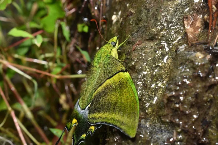 Số lượng của chúng chịu tác động của việc phá rừng và thu bắt, buôn bán mẫu vật.