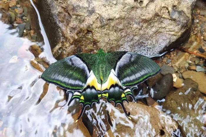 Bướm phượng đuôi kiếm răng tù là loài nằm trong diện sắp bị đe dọa.