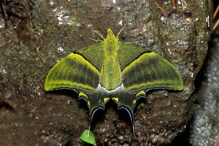 Bướm phượng đuôi kiếm răng tù (Teinopalpus imperialis) 