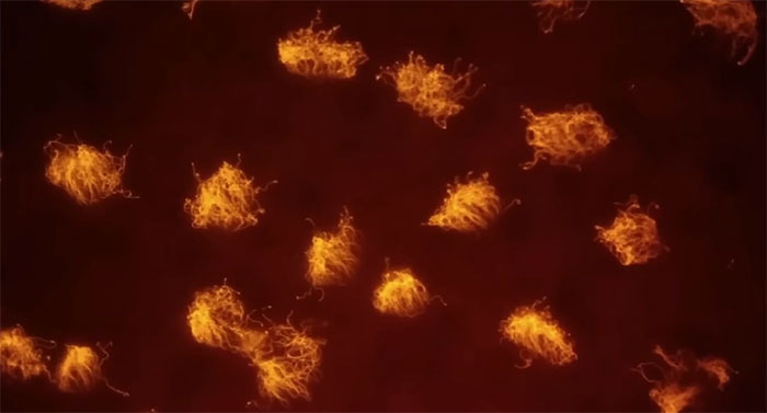 Các xenobot có thể di chuyển, tự lành khi bị thương và biết tương tác với môi trường