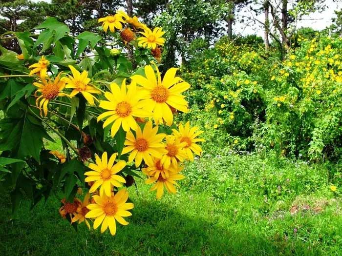 Sự thật thú vị về loài hoa đang nở vàng rực khắp Việt Nam