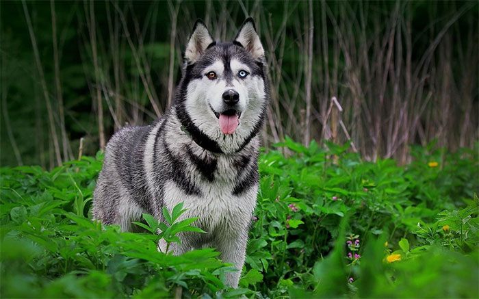 Các giống chó được nuôi để làm việc như chó Husky có tỷ lệ não nhỏ