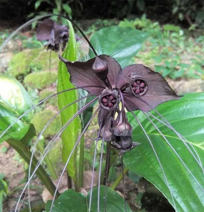 Hoa dơi đen, tên khoa học là Tacca chantrieri, thuộc họ Dioscoreaceae