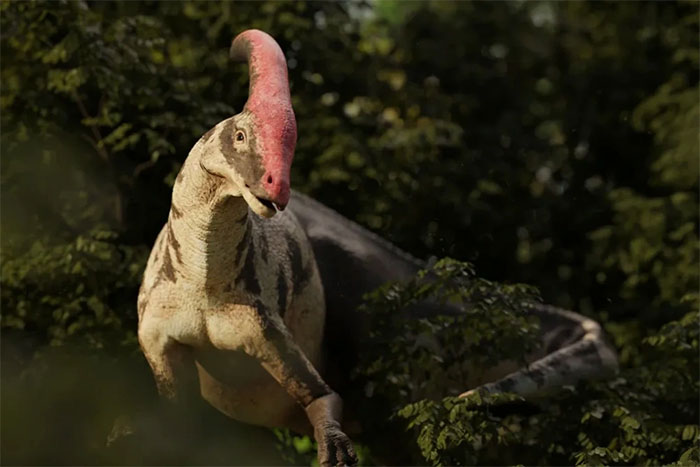 Khủng long Parasaurolophus có thể phát ra tiếng kêu đặc biệt