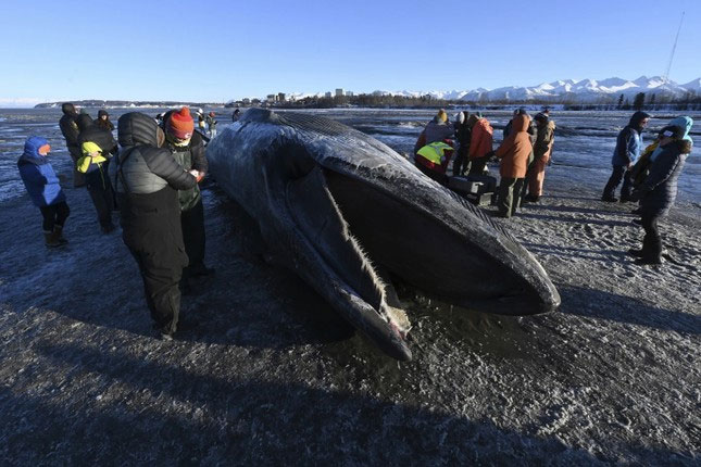 Xác cá voi vây khổng lồ trôi dạt vào bãi biển Alaska.