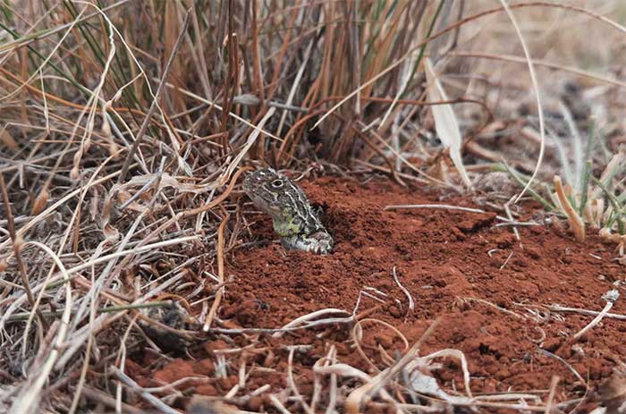 Tympanocryptis pinguicolla hiện là loài Nguy cấp được liệt kê trong Sách đỏ IUCN.