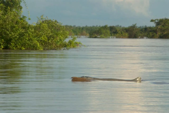 Hình ảnh cá heo Irrawaddy trên dòng sông Me Kong hùng vĩ.