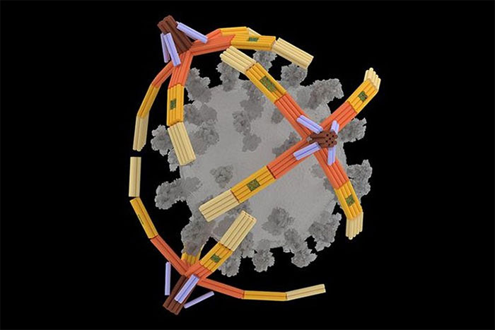 NanoGripper sẽ "tóm gọn" virus.