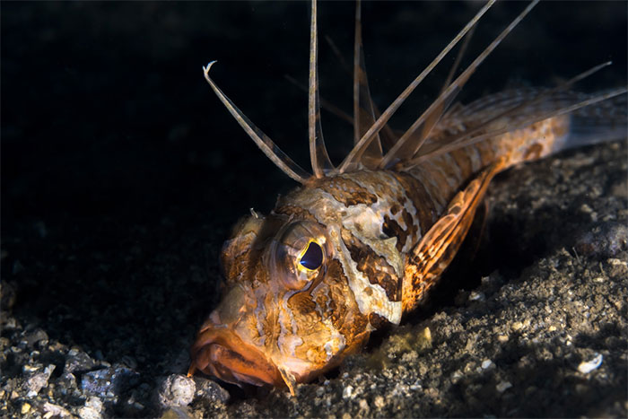 Một loại cá Spotfin Sculpin