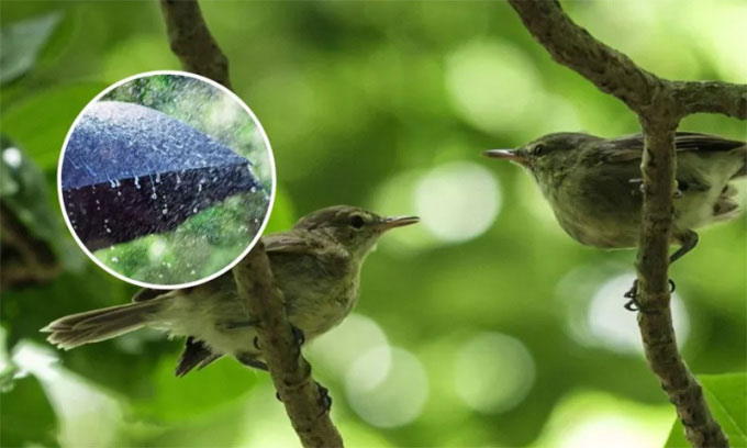 Một cặp chim Seychelles warbler trên đảo Cousin.