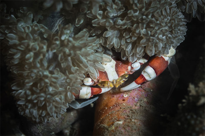  Một loài cua biển có tên khoa học Lissocarcinus orbicularis. 