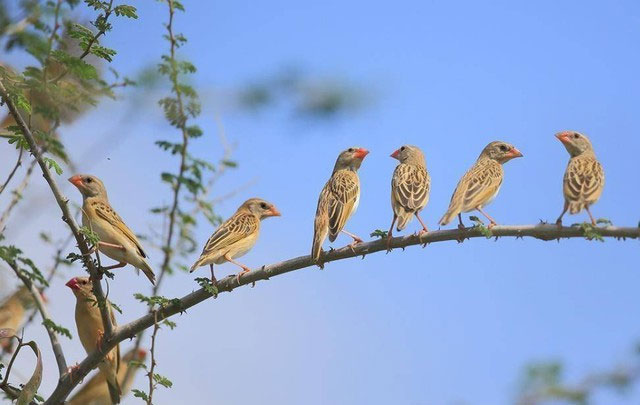 Loài chim này có kích thước khá khiêm tốn