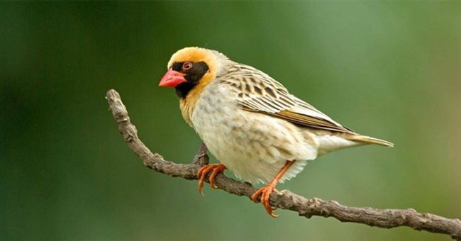 Vì sao chim sẻ Quelia mỏ đỏ lại được coi là "kẻ hủy diệt" của lục địa châu Phi?