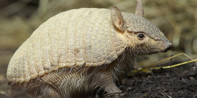 Khả năng chống chịu của vảy armadillo đã truyền cảm hứng cho nhiều lĩnh vực nghiên cứu.