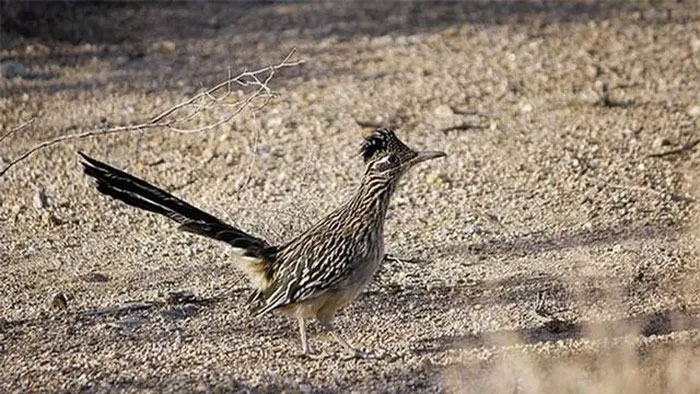 Long-tailed pheasants are also found in Vietnam.