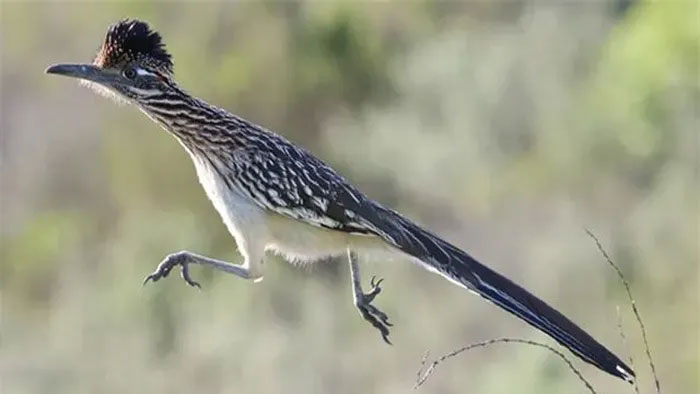 Long-tailed pheasants can run very fast.