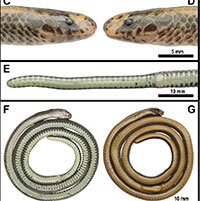Cận cảnh loài rắn mới chỉ phân bố tại Việt Nam