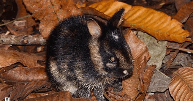 Báu vật ở dãy Trường Sơn: Loài động vật cực kỳ quý hiếm, thế giới không nơi nào có, IUCN bảo vệ khẩn cấp!