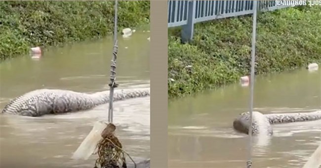 Rắn khổng lồ “như quái vật” bơi giữa nước lụt ở Thái Lan, nhiều người sợ hãi