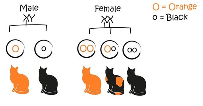 Phát hiện khoa học có thể giải mã bí ẩn đã tồn tại 10.000 năm bên trong bộ lông mèo tam thể