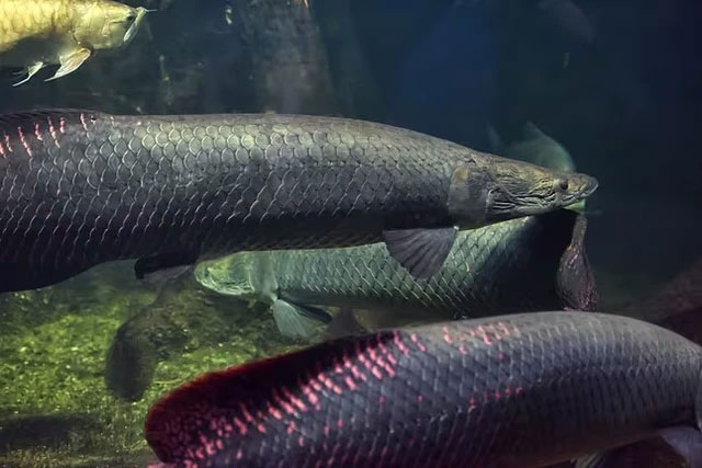 Lớp trong của vảy cá Arapaima rất cứng và linh hoạt.