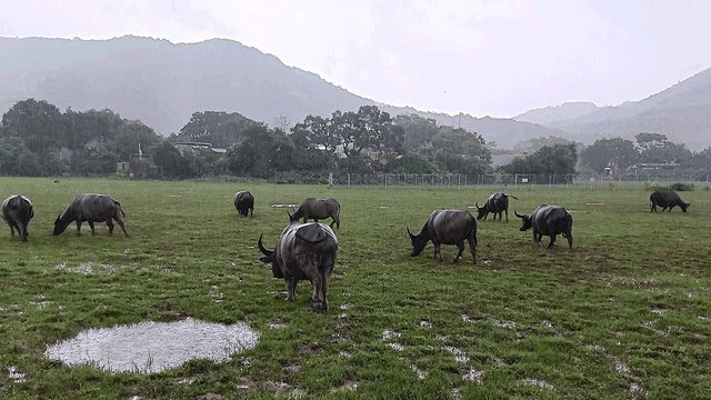 Đảo lantau là một trong số ít nơi mà loài trâu nước được sống hoang dã.